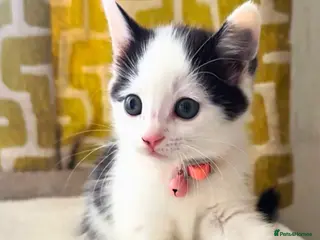 Mixed Breed cats Beautiful kittens looking for loving homes 🐾❤️ - Advert 1