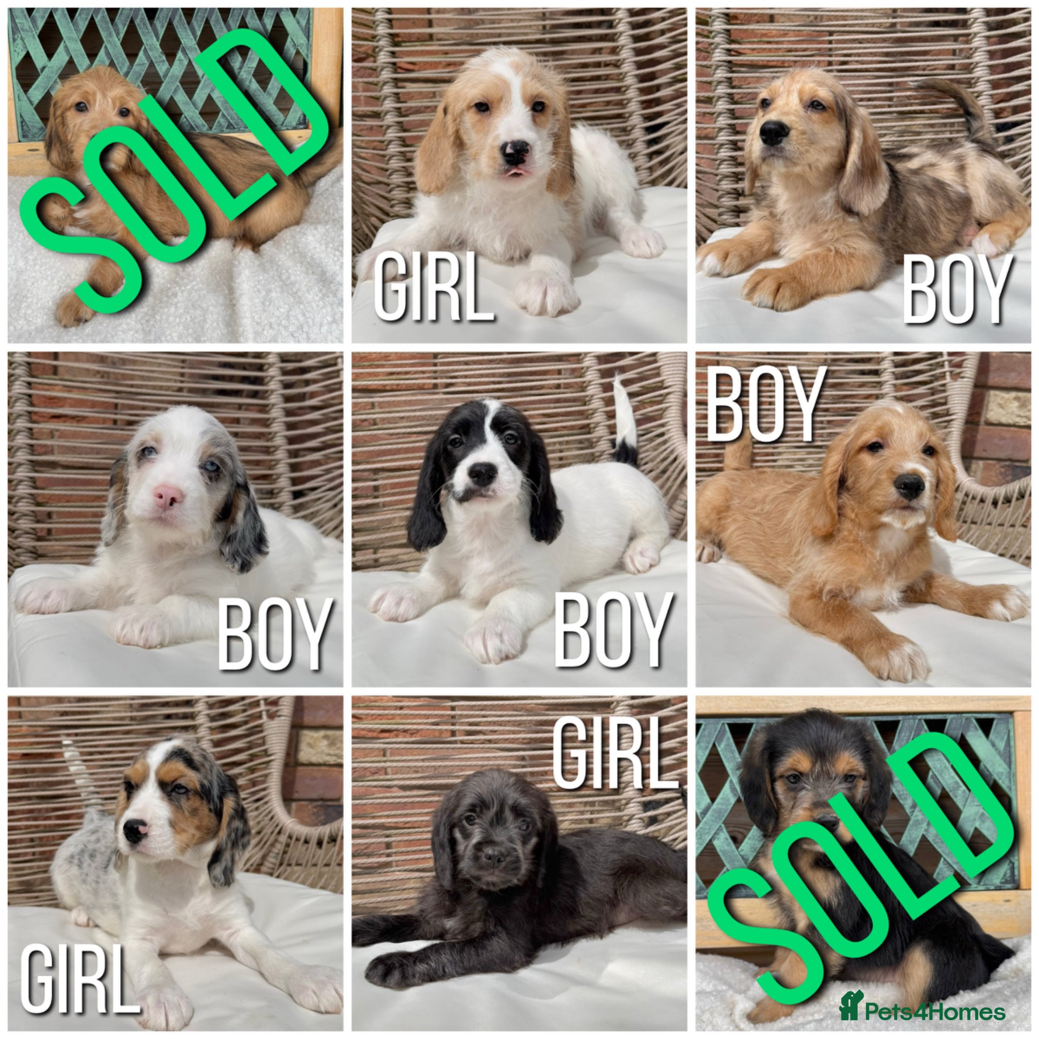 Mixed Breed dogs ⭐️⭐️Poogle Puppies (Beagle x Miniature Poodle)⭐️⭐️ - Advert 1