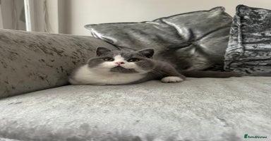 British Shorthair cats - Advert 12
