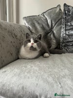 British Shorthair cats - Advert 2