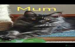 Maine Coon cats for sale: 1 Maine Coon kitten boy. - Image 29