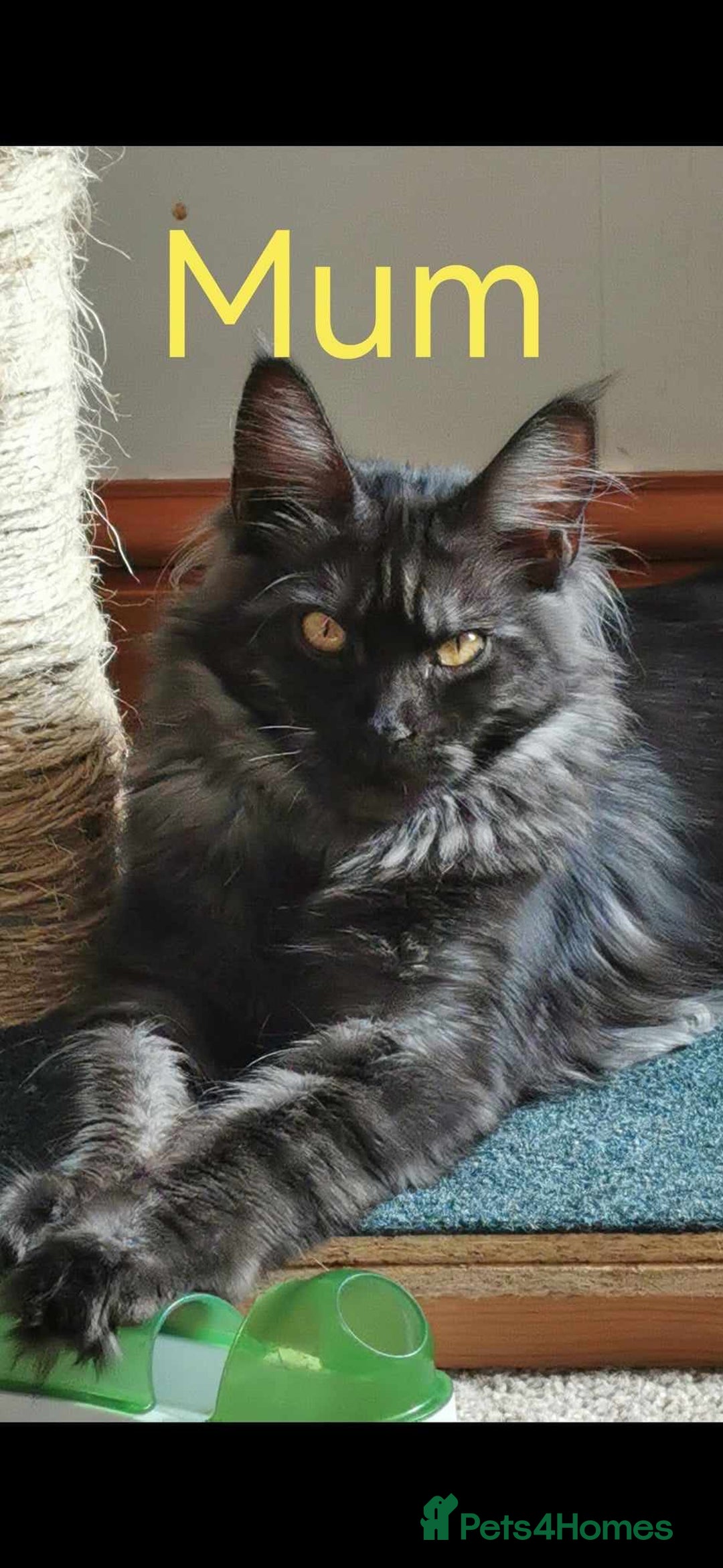 Maine Coon cats for sale: 1 Maine Coon kitten boy. - Image 29