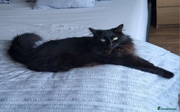 Ragcoon cats for sale: Racoon for Sale - Image 7