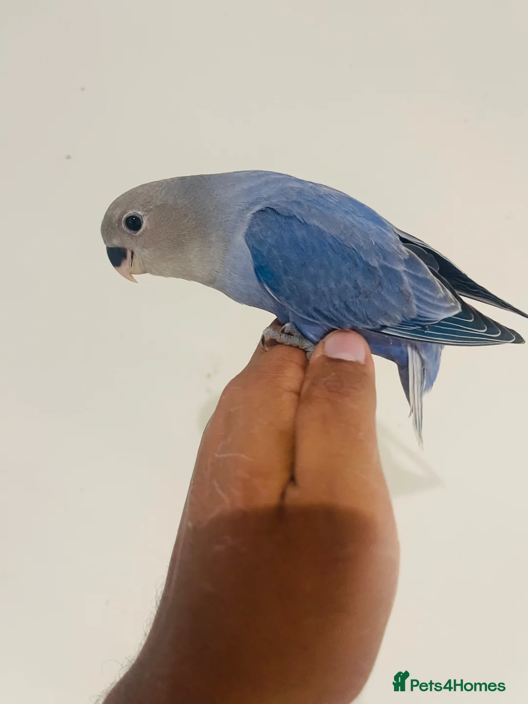 Lovebirds birds for sale: Hand reared lovebirds for sale  - Advert 1