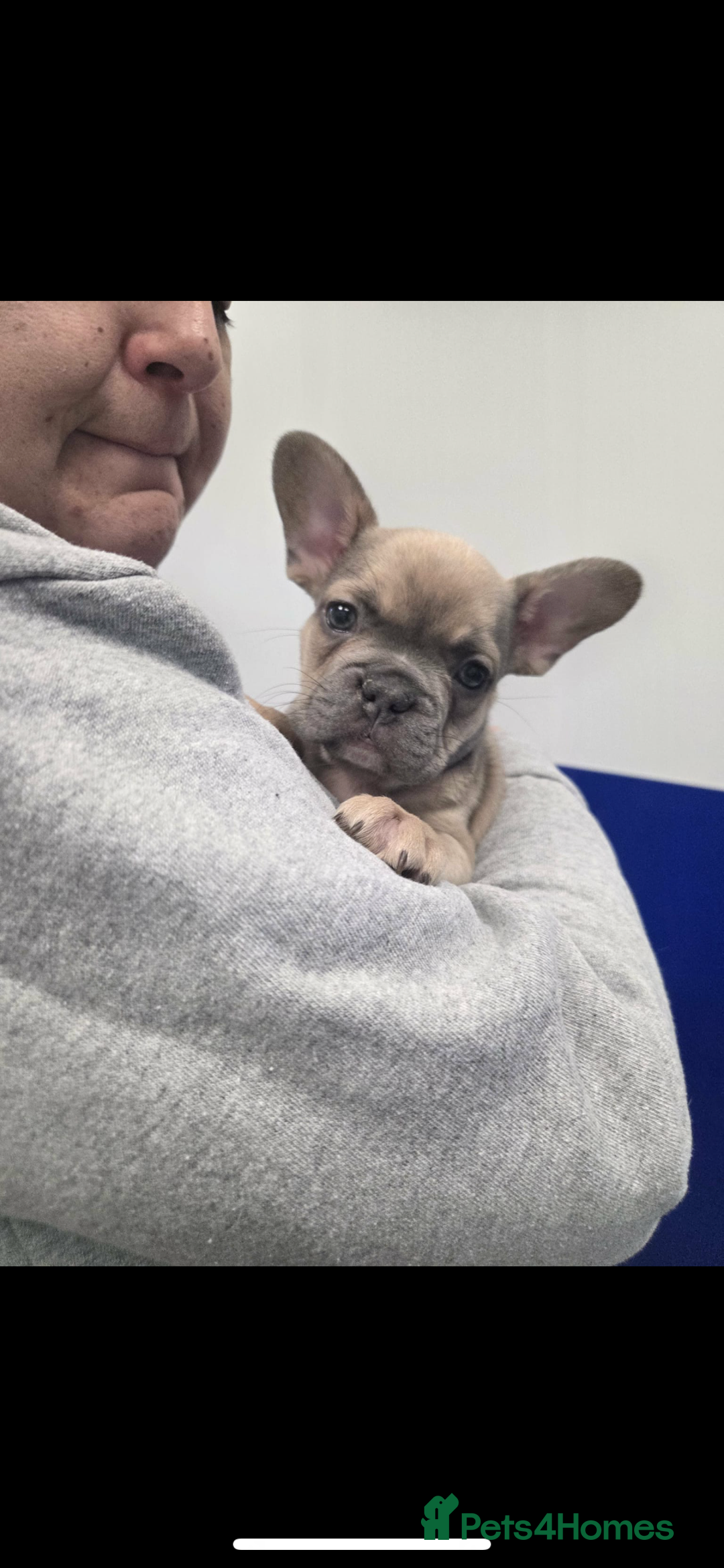 French Bulldog dogs for sale: French bulldog pups Ready & Reduced‼️ - Advert 17