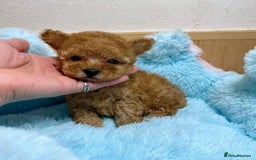 Toy Poodle dogs for sale: We have beautiful toy poodle ready  - Image 3