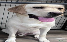 Labrador Retriever dogs for sale: 19 months yellow labrador  - Image 1
