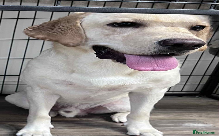 Labrador Retriever dogs - Advert 4