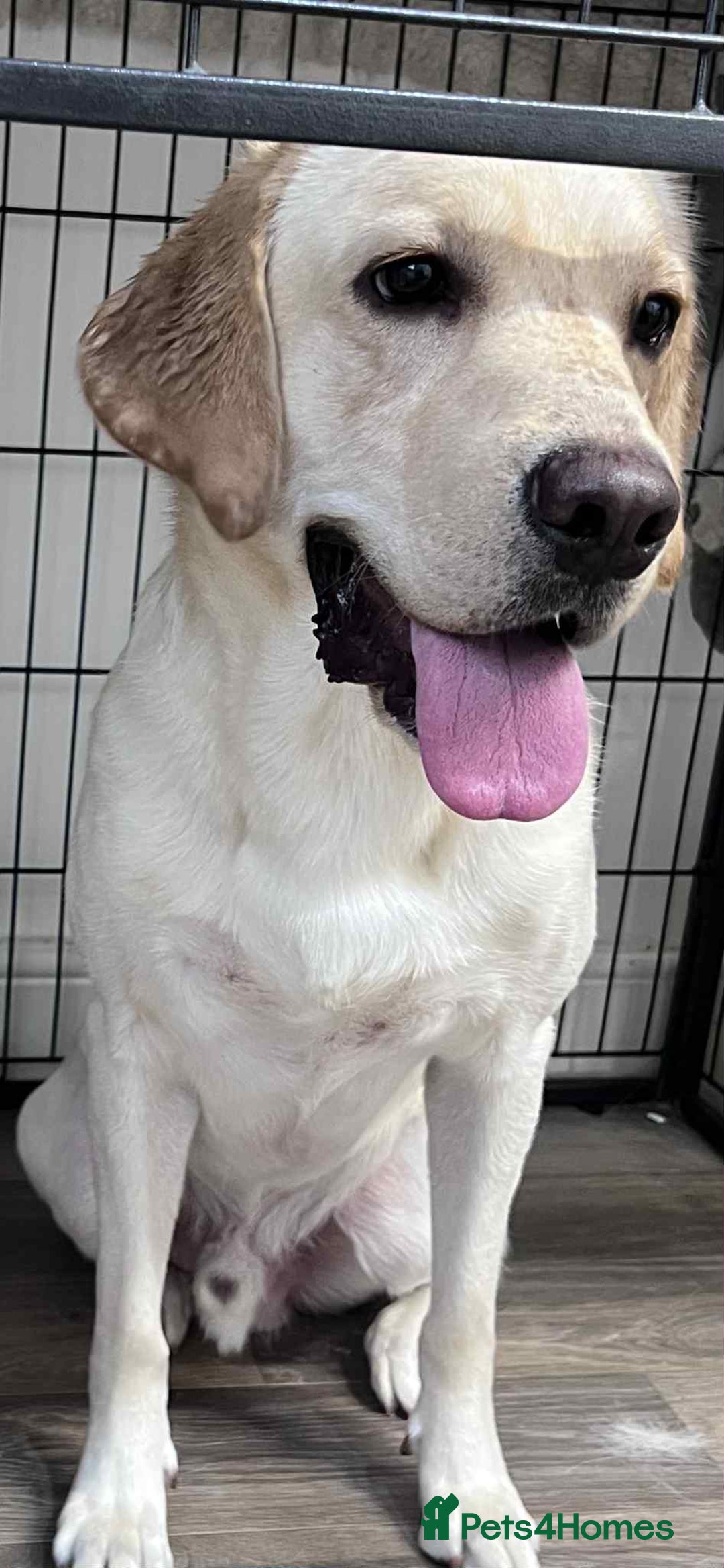 Labrador Retriever dogs for sale: 19 months yellow labrador  - Image 1