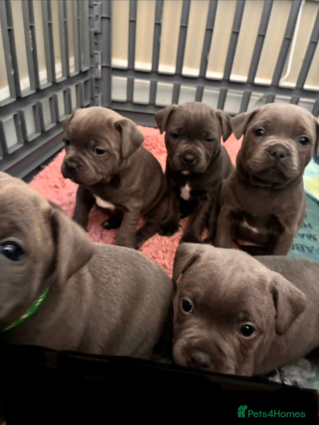 Staffordshire Bull Terrier dogs for sale: Pedigree Blue Staffordshire pups - Advert 16