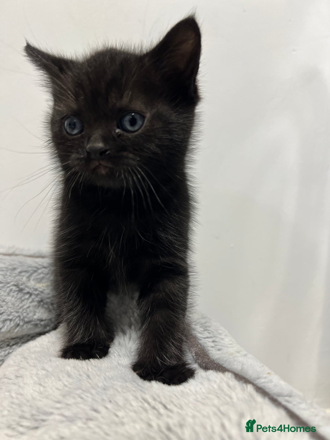 Ragdoll cats for sale: URGENT Ragdoll kittens x4 ready this week - Image 13