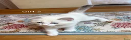 Ragdoll cats for sale: Ragdoll X kittens in Lincoln - Advert 5