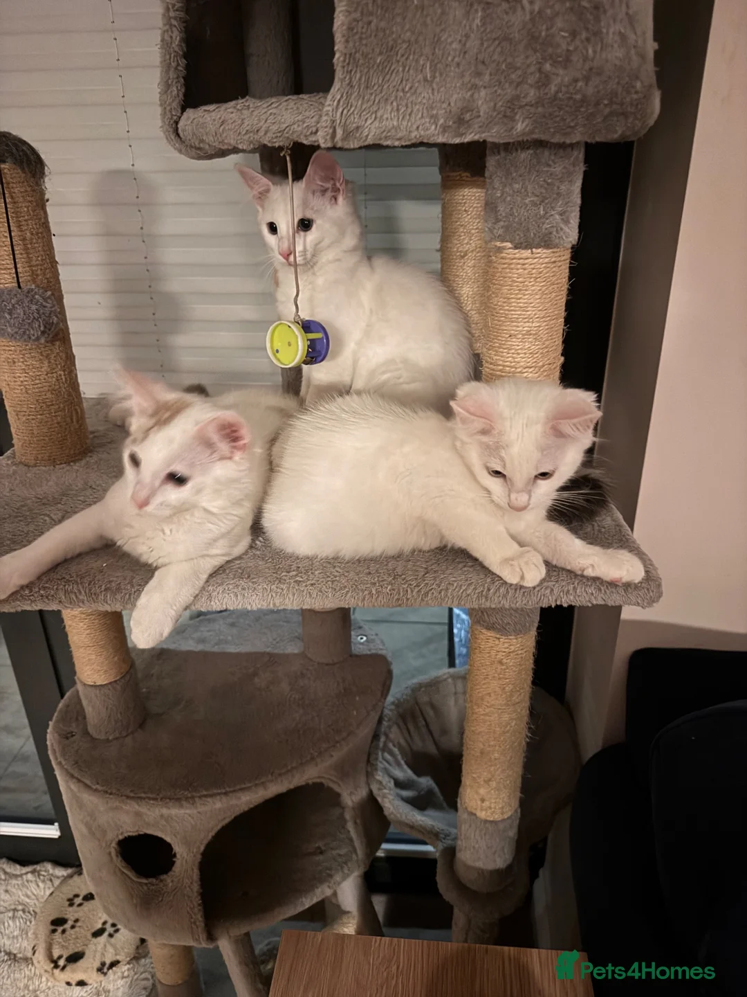 Bengal cats for sale: Bengal cross kittens  - Advert 1