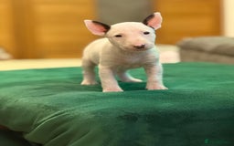 English Bull Terrier dogs for sale: Ready to leave now 7 English Bullterrier puppys - Image 16