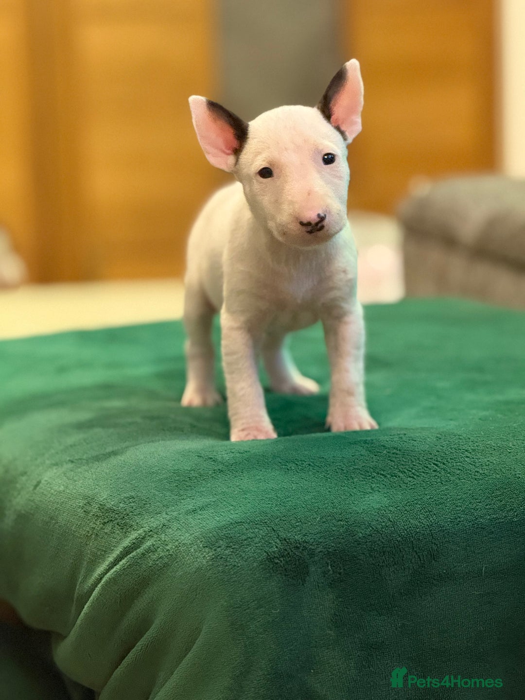 English Bull Terrier dogs for sale: Ready to leave now 7 English Bullterrier puppys - Image 16