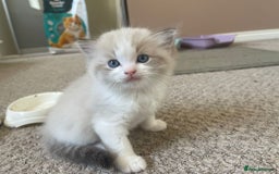 Ragdoll cats for sale: Four beautiful Ragdoll kittens available 🐾 - Image 9