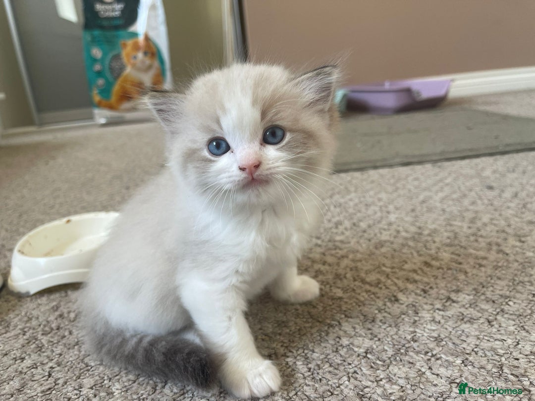Ragdoll cats for sale: Four beautiful Ragdoll kittens available 🐾 - Image 9