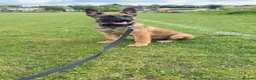 Belgian Shepherd Dog dogs for sale: Dutch herder Female BRN 56036 - Advert 8