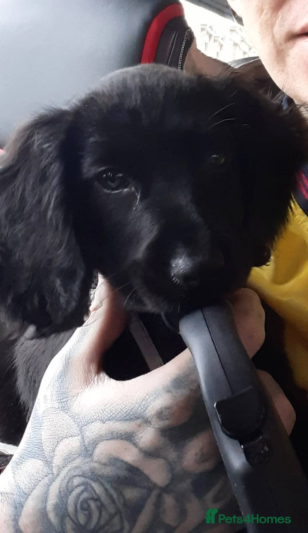 Cocker Spaniel dogs for sale: Cocker spaniel puppy  in Wolverhampton - Advert 2