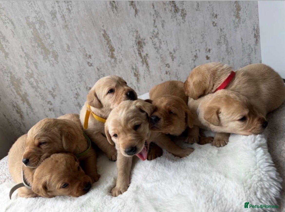 Labrador Retriever dogs for sale: Exceptional KC Reg Labrador Puppies – Due July 4th - Advert 4