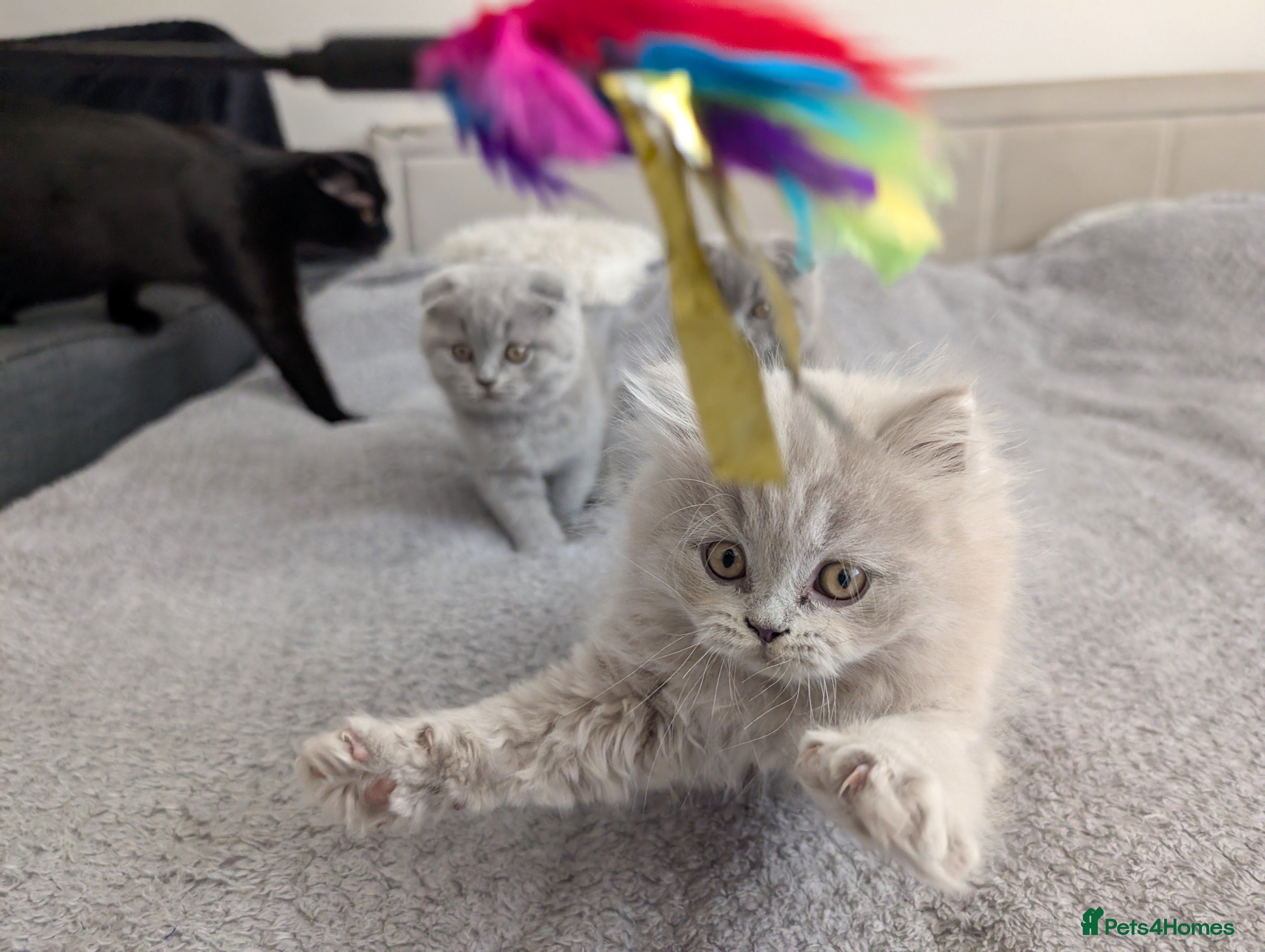 Scottish Fold cats Beautiful kittens looking for a home 🏡😻 - Advert 2