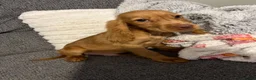 Cocker Spaniel dogs for sale: Beautiful Cockerspaniel puppies - Advert 3