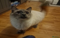 Ragdoll cats for sale: 8 months old Ragdoll - Image 2