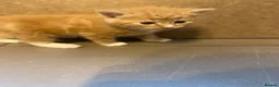 Mixed Breed cats for sale: Gorgeous Kittens with Wonderful Personalities - Advert 23