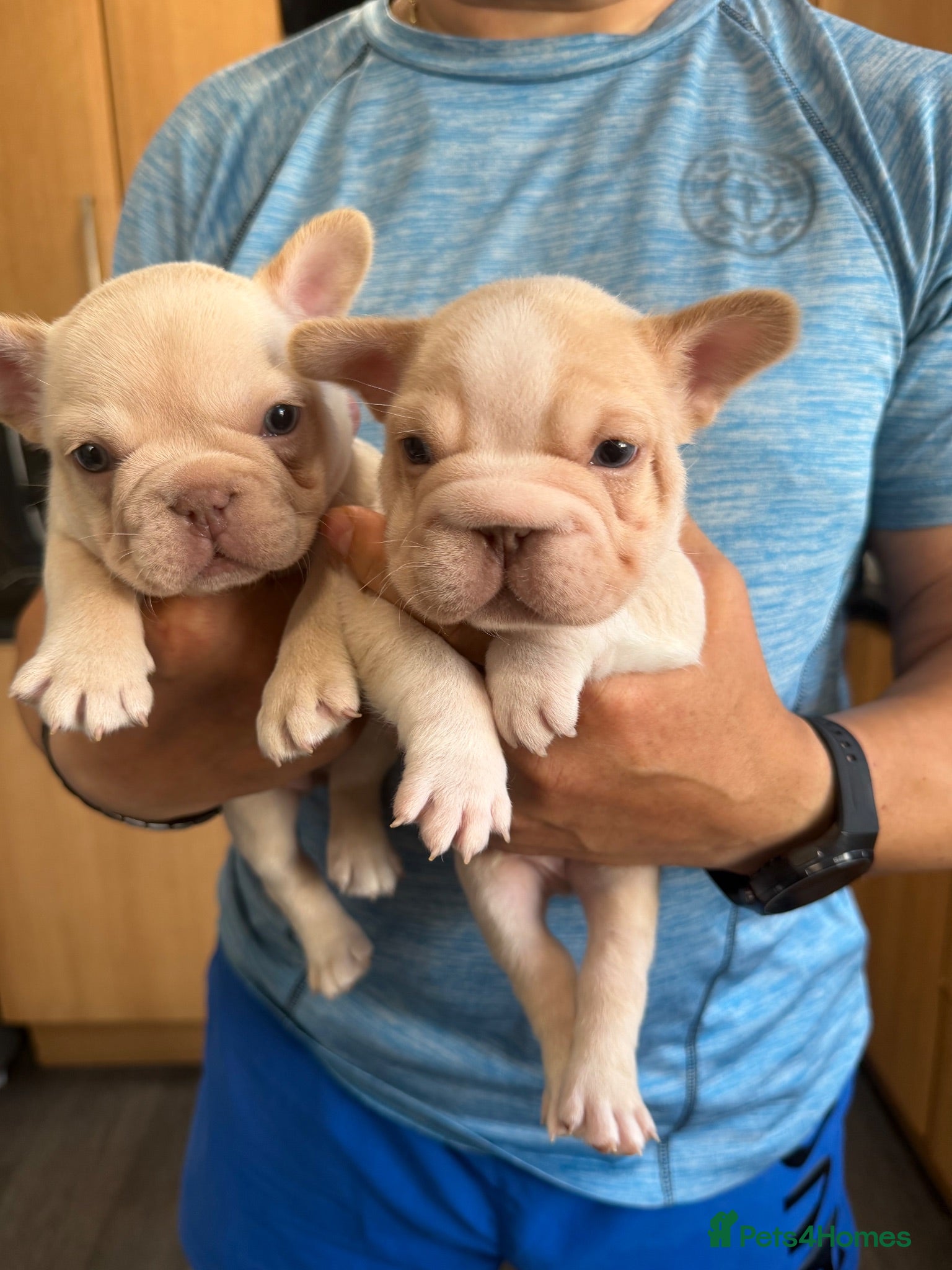 French Bulldog dogs Exotic French bulldog puppies/Health Tested Parent - Advert 1