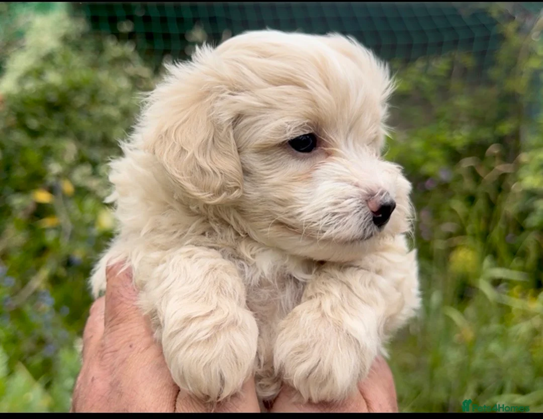 Maltipoo dogs for sale: Maltipoo Puppies  - Advert 36