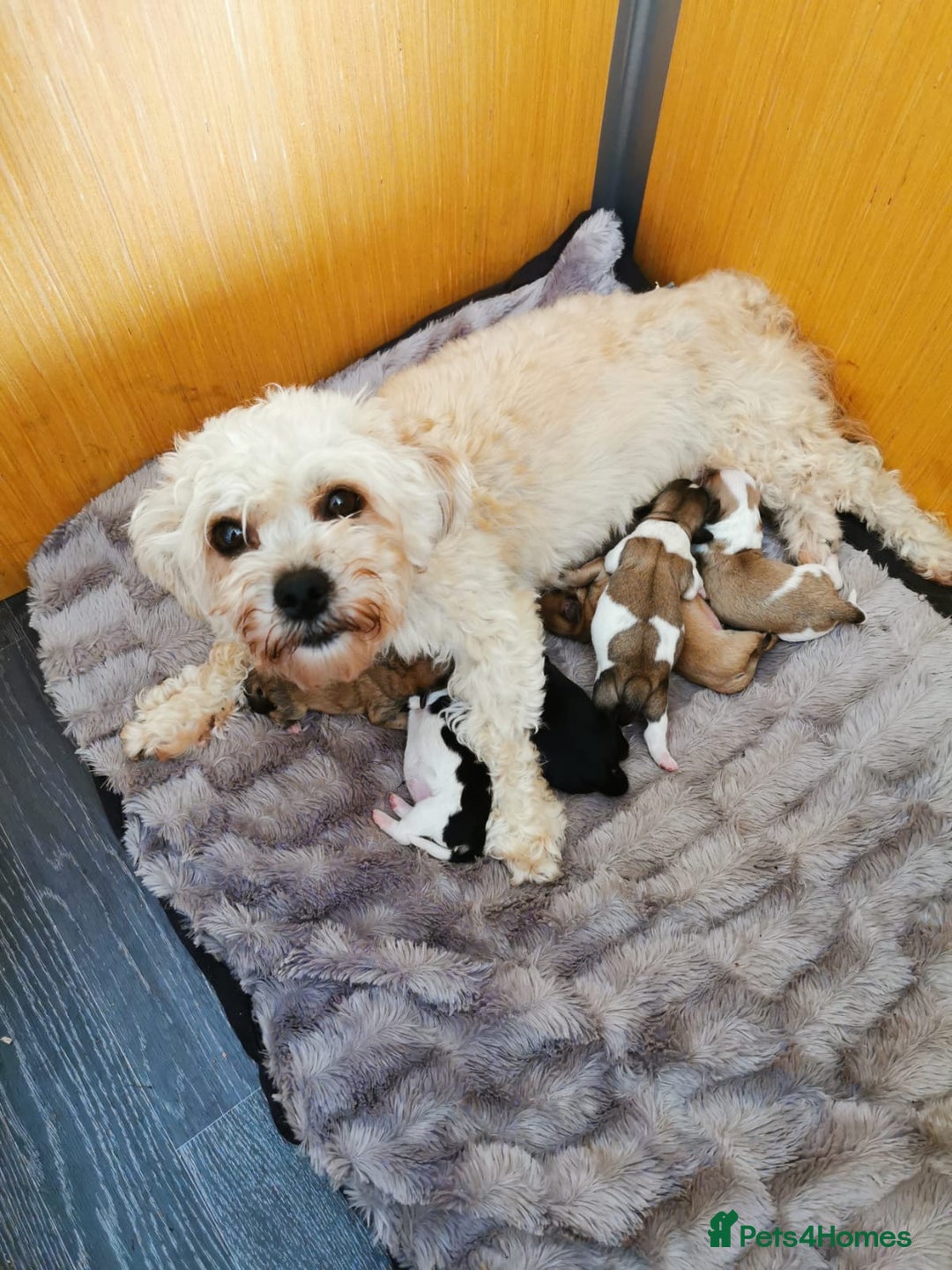 Shih Tzu dogs for stud: KC registered stud dog in Cullompton - Image 13