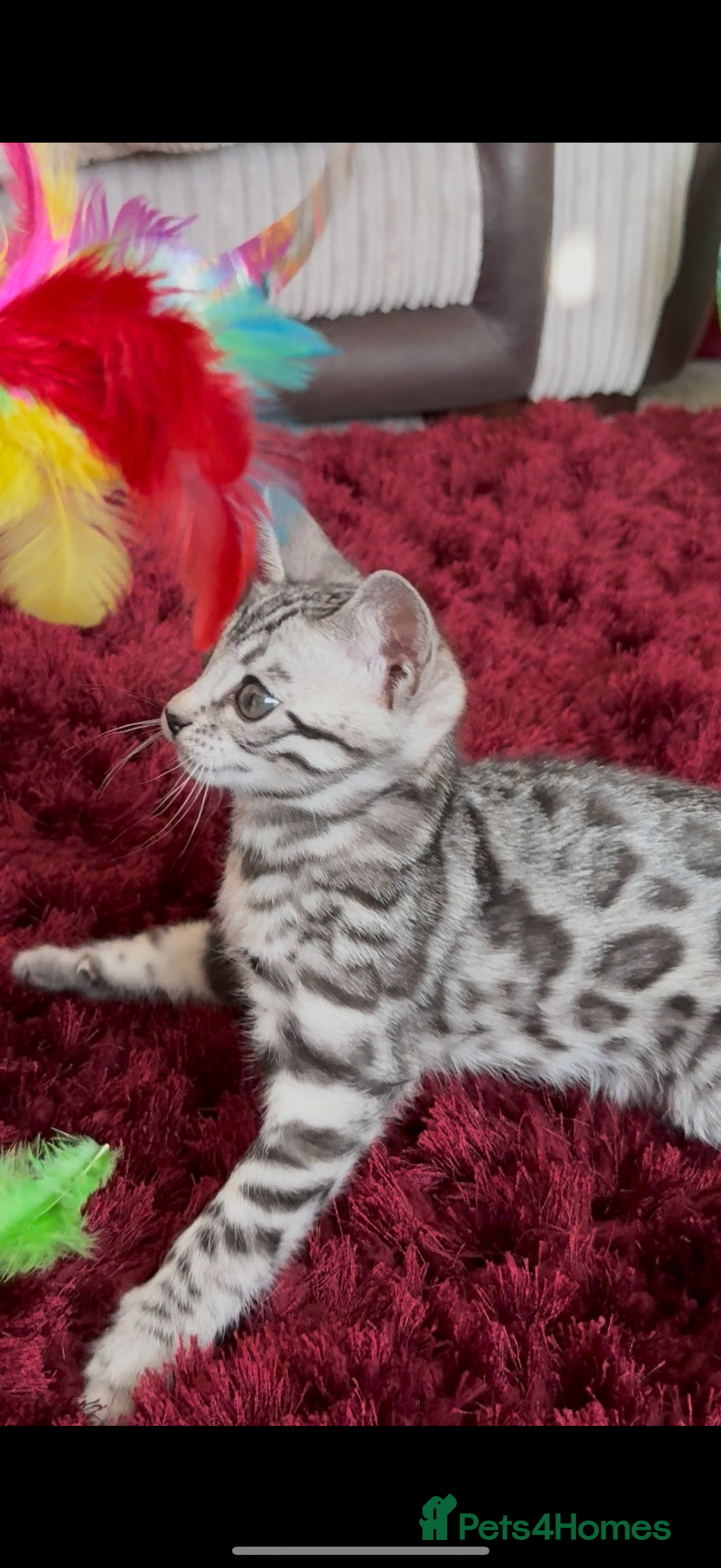 Bengal cats for sale: ⭐️Divine silver black spotted tabby bengal ⭐️ - Advert 8