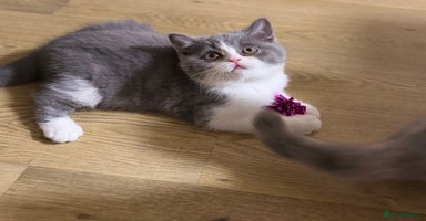 British Shorthair cats BSH LAST BOY - GCCF REG - READY IN 2 WEEKS - Advert 6