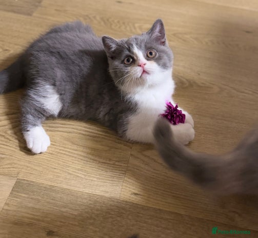 British Shorthair cats BSH LAST BOY - GCCF REG - READY IN 2 WEEKS - Advert 7