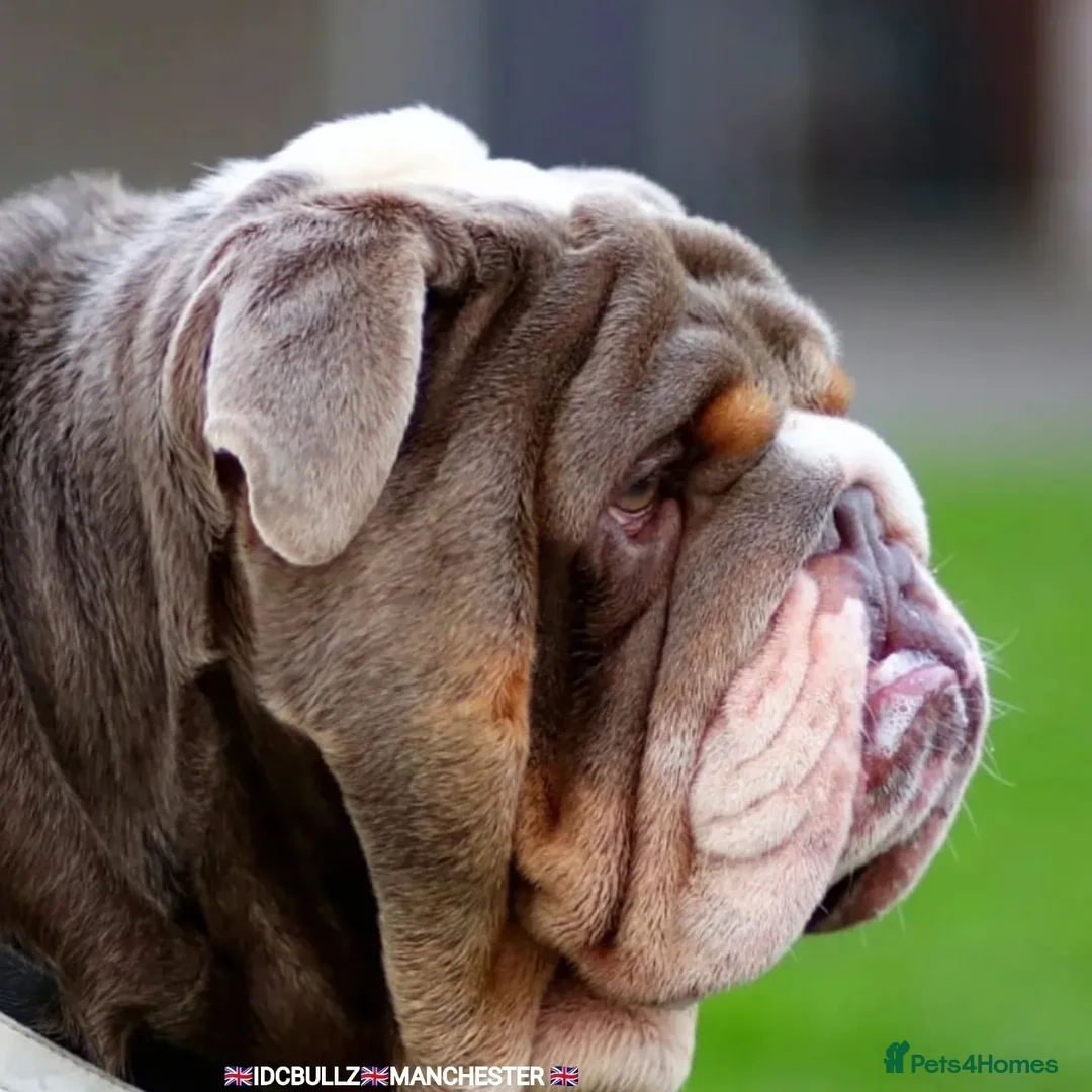 English Bulldog dogs for stud: Uncle Fester in Manchester - Advert 28