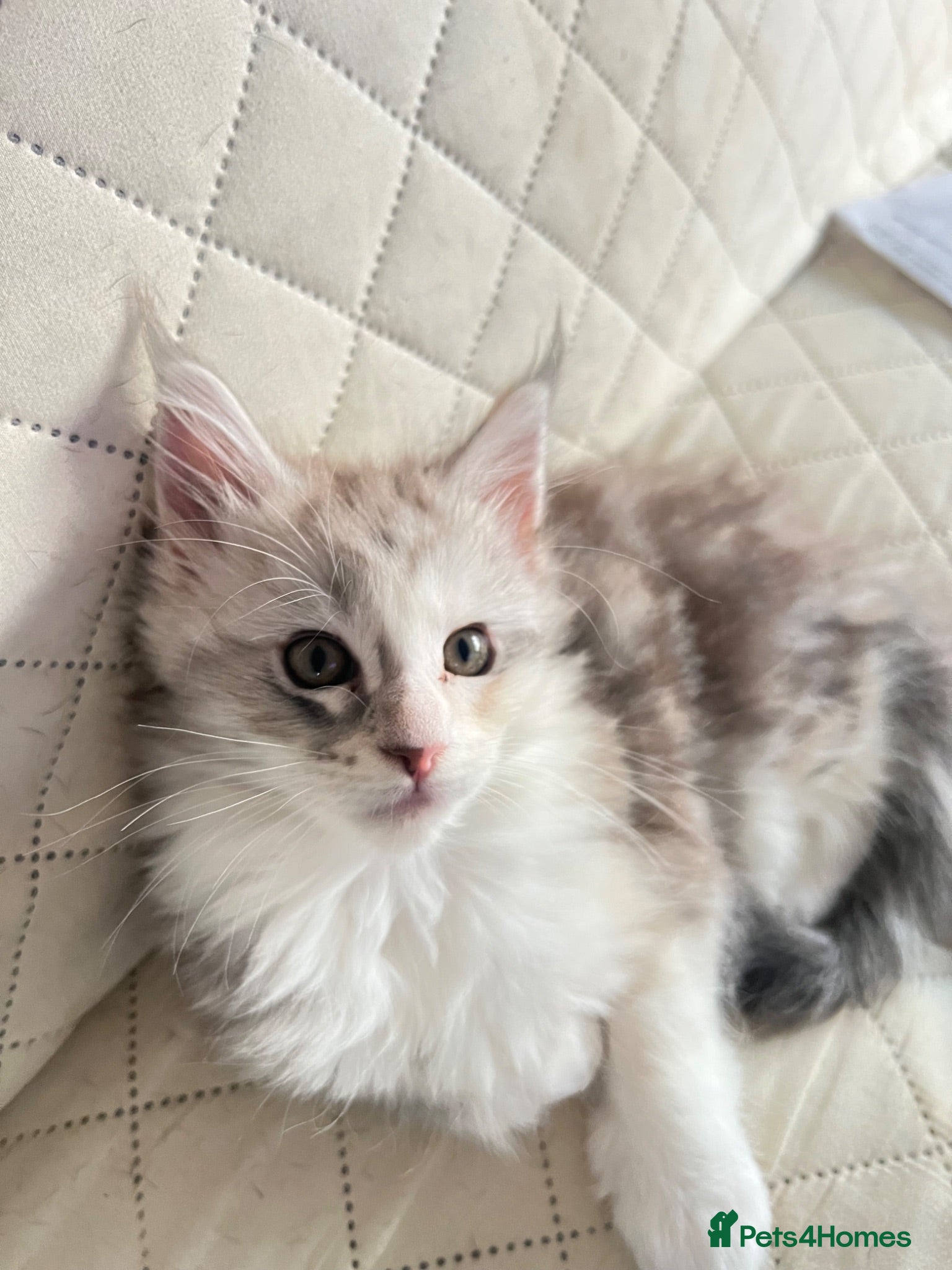 Maine Coon cats Maine Coon Kittens  - Advert 2