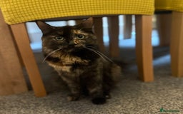 Maine Coon cats for sale: Part maine coon kitten male - Image 2