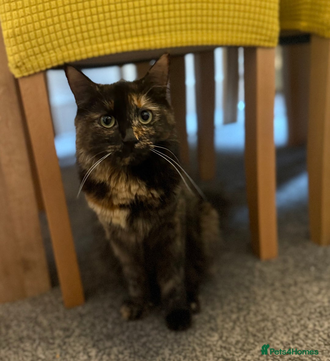 Maine Coon cats for sale: Part maine coon kitten male - Image 2