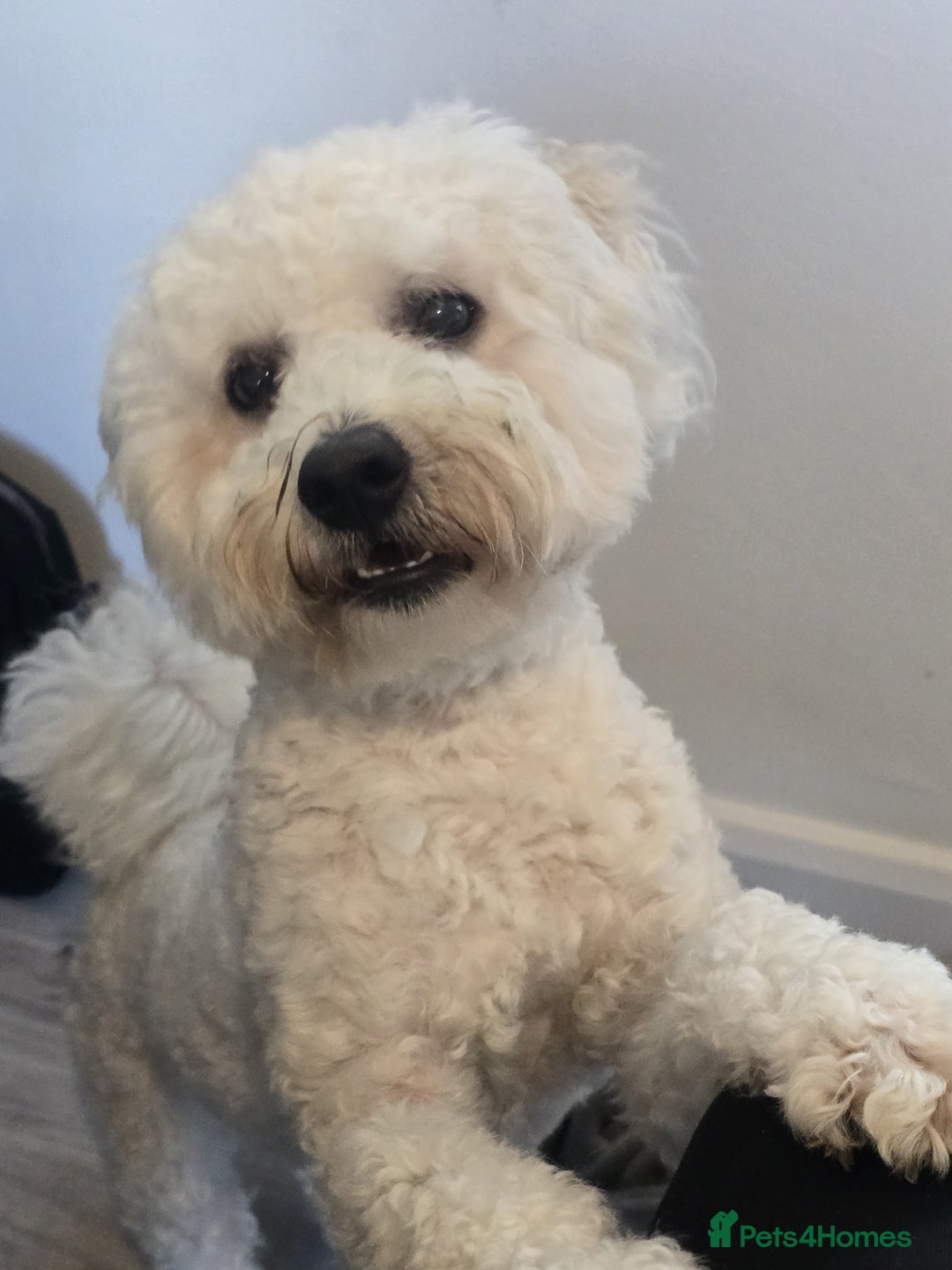 Bichon Frise dogs for sale: Ripple - Image 3