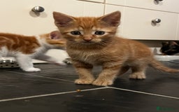 Mixed Breed cats for sale: 4 orange tabby kittens - Image 4