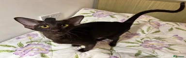 MOOSE (choc solid oriental girl)