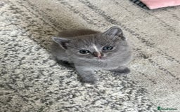 British Shorthair cats for sale: British Shorthair kittens  - Image 6