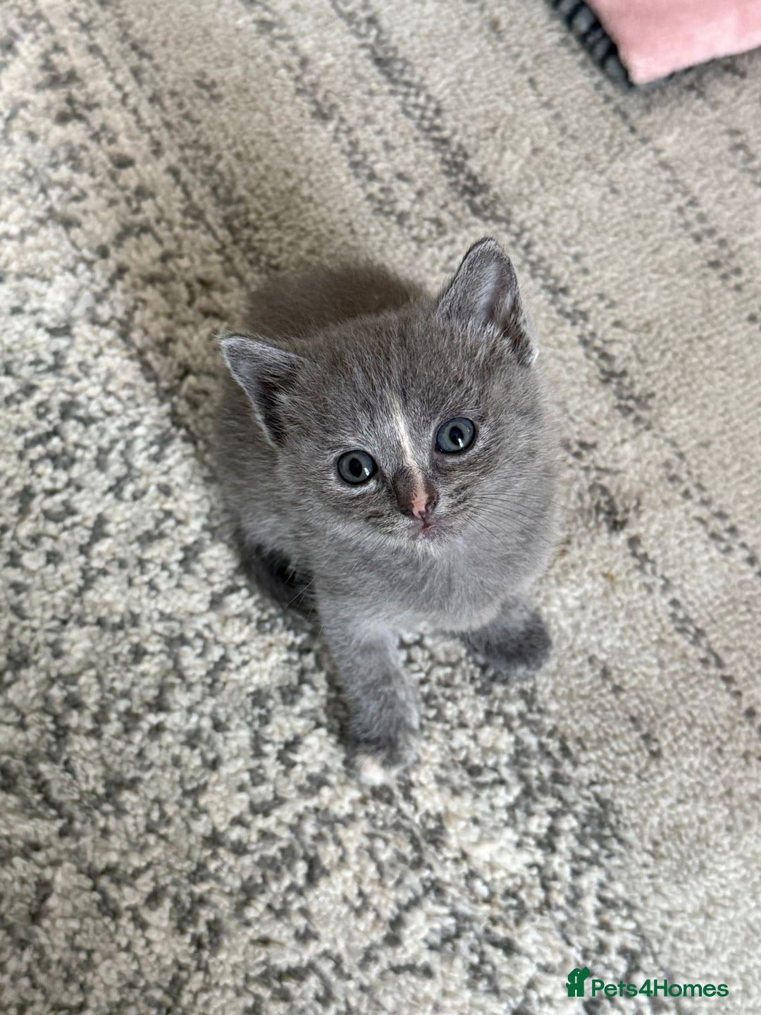 British Shorthair cats for sale: British Shorthair kittens  - Image 6