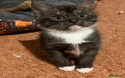 Mixed Breed cats for sale: Ragdoll x Bengal x Mau Kitten - Image 2