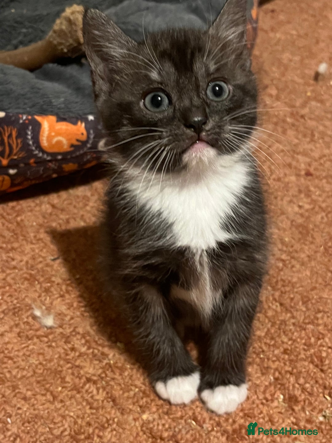 Mixed Breed cats for sale: Ragdoll x Bengal x Mau Kitten - Image 2