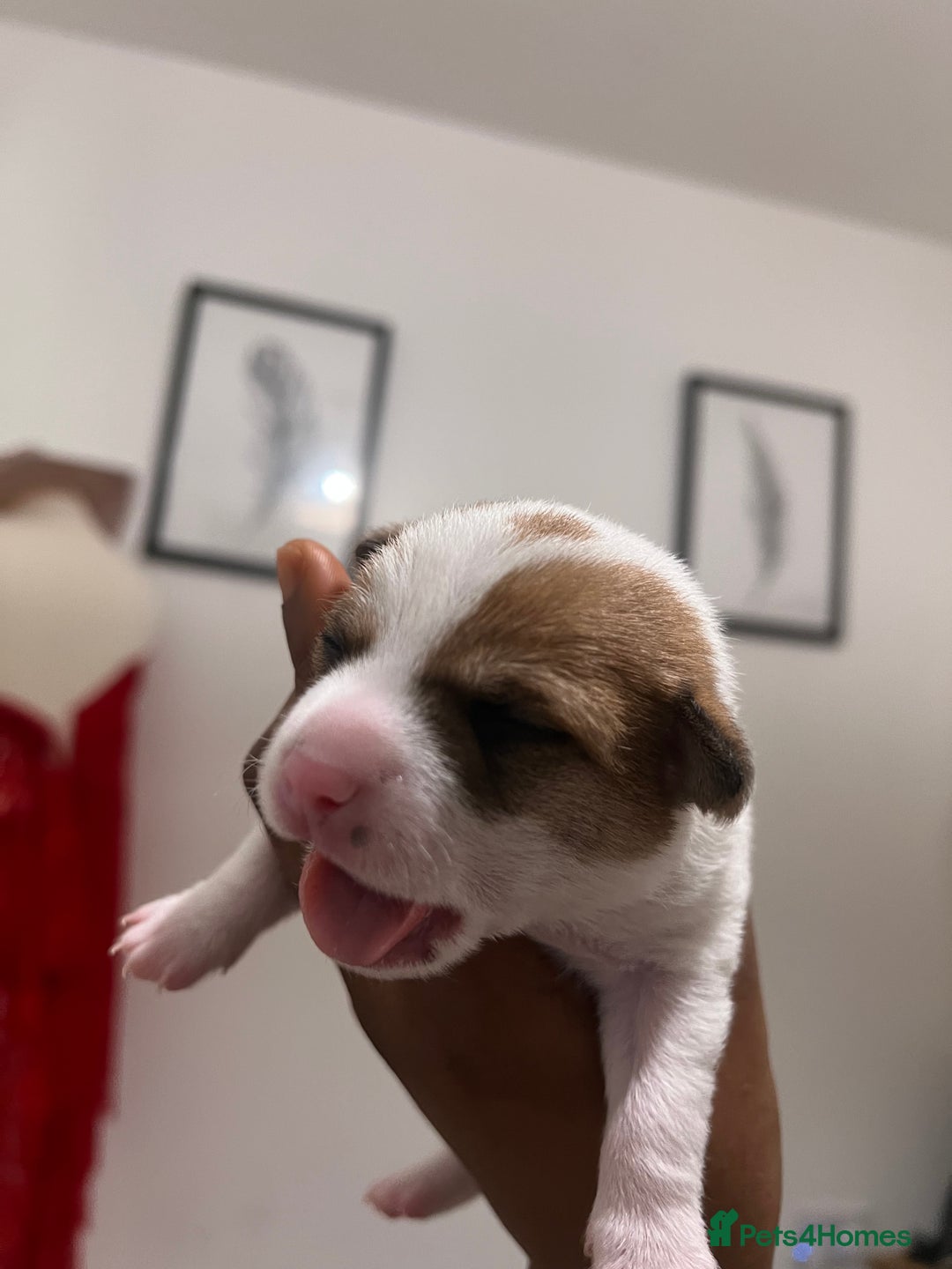Mixed Breed dogs for sale: 🐾 Loving Homes Wanted for Two Puppies & Dad 🐾 - Image 19