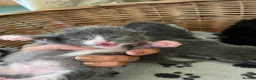 Mixed Breed cats for sale: Russian blue/British short hair  - Advert 27