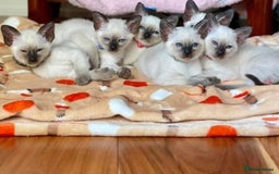 Siamese cats for sale: 🐱 BEAUTIFUL SIAMESE KITTENS - Advert 4