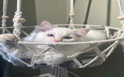 Ragdoll cats for sale: Cream point boy ready now in Lincoln - Image 11