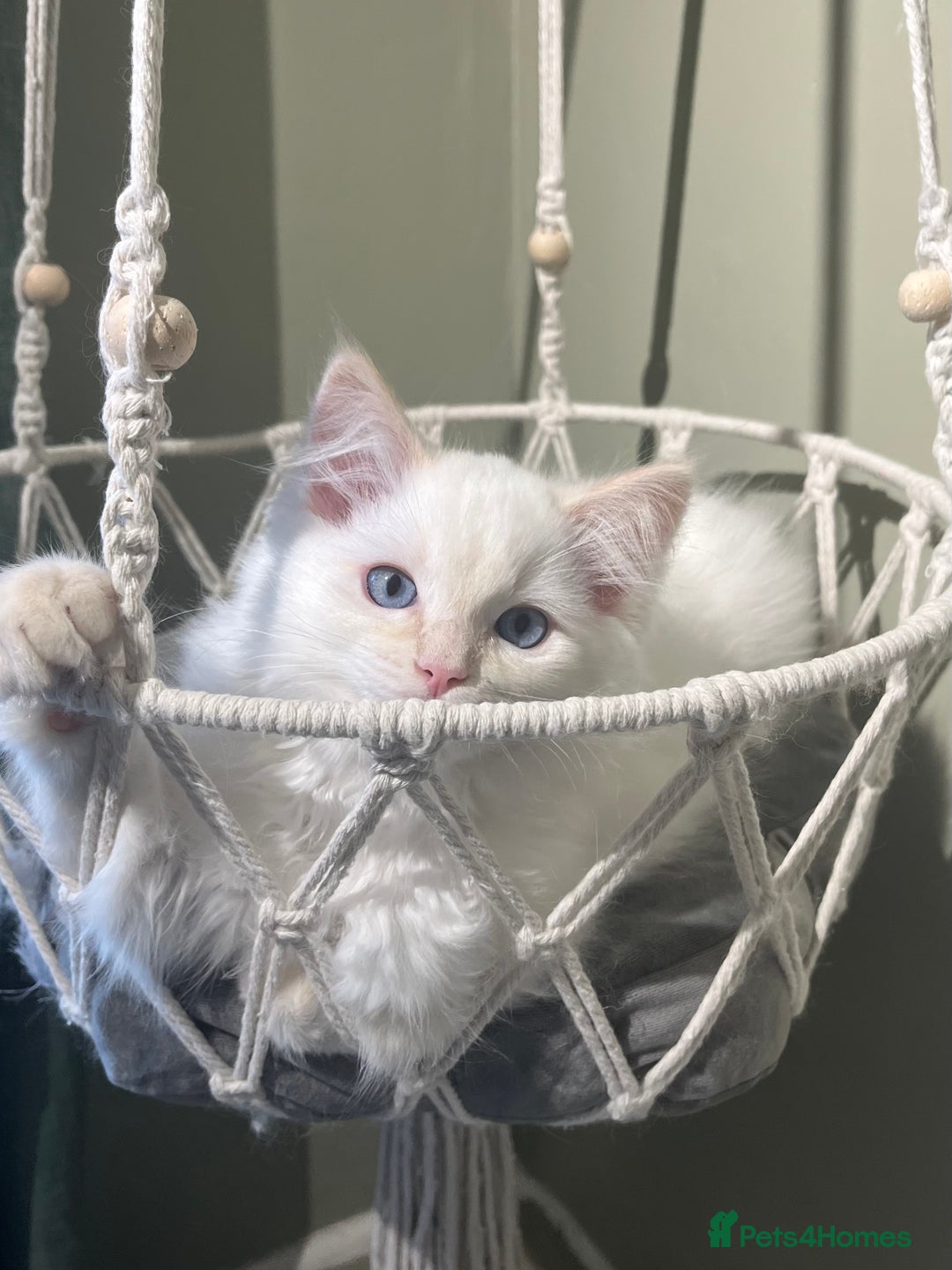 Ragdoll cats for sale: Cream point boy ready now in Lincoln - Image 11